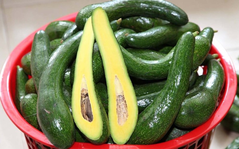 Bơm tưới vườn bơ – Giải pháp hiệu quả cho nông dân Gia Lai.