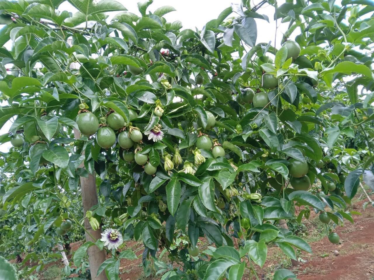 Bơm tưới vườn chanh dây Giải pháp tiết kiệm điện, tưới hiệu quả cho nhà vườn Gia Lai