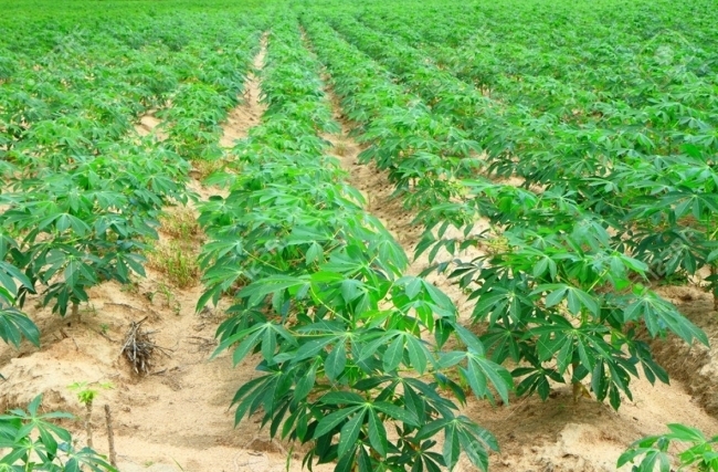 Bơm tưới vườn khoai mì (sắn) – Giải pháp hiệu quả cho nông dân Gia Lai