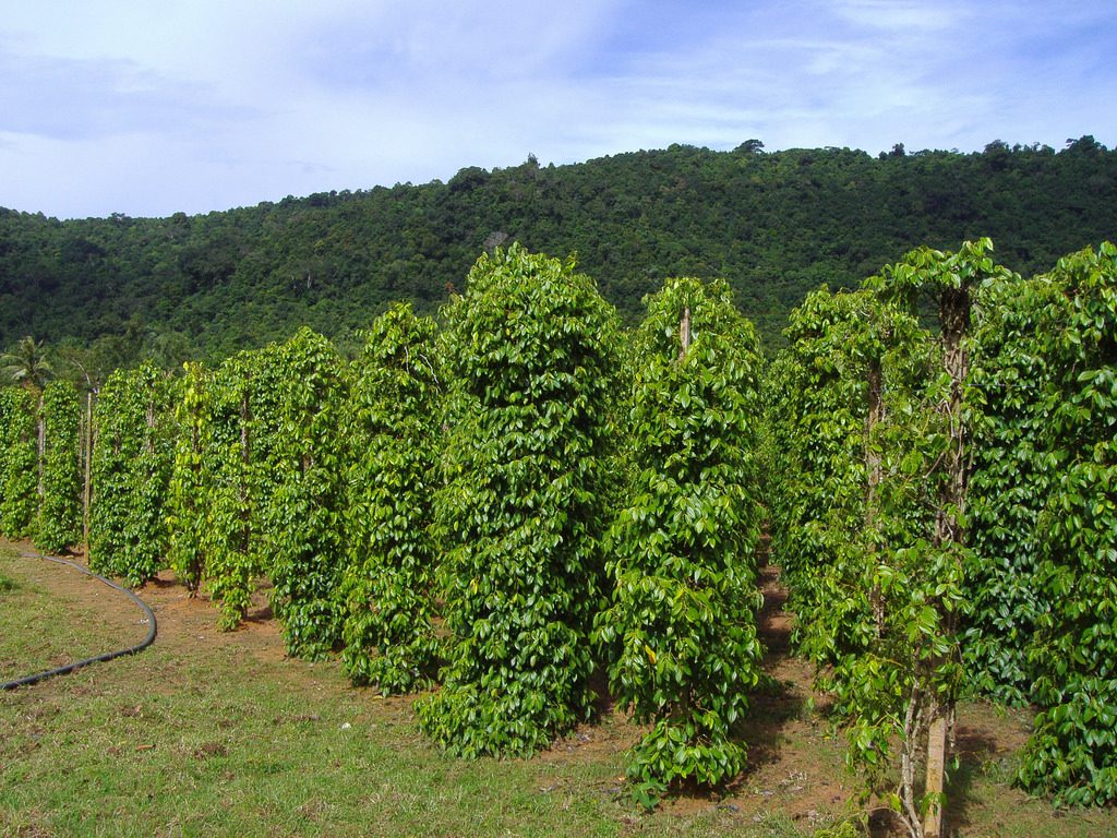 Bơm tưới vườn tiêu – Giải pháp hiệu quả cho nông dân Gia Lai