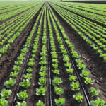 Bơm tưới vườn rau màu