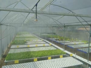 Hệ thống tưới phun sương tại Gia Lai