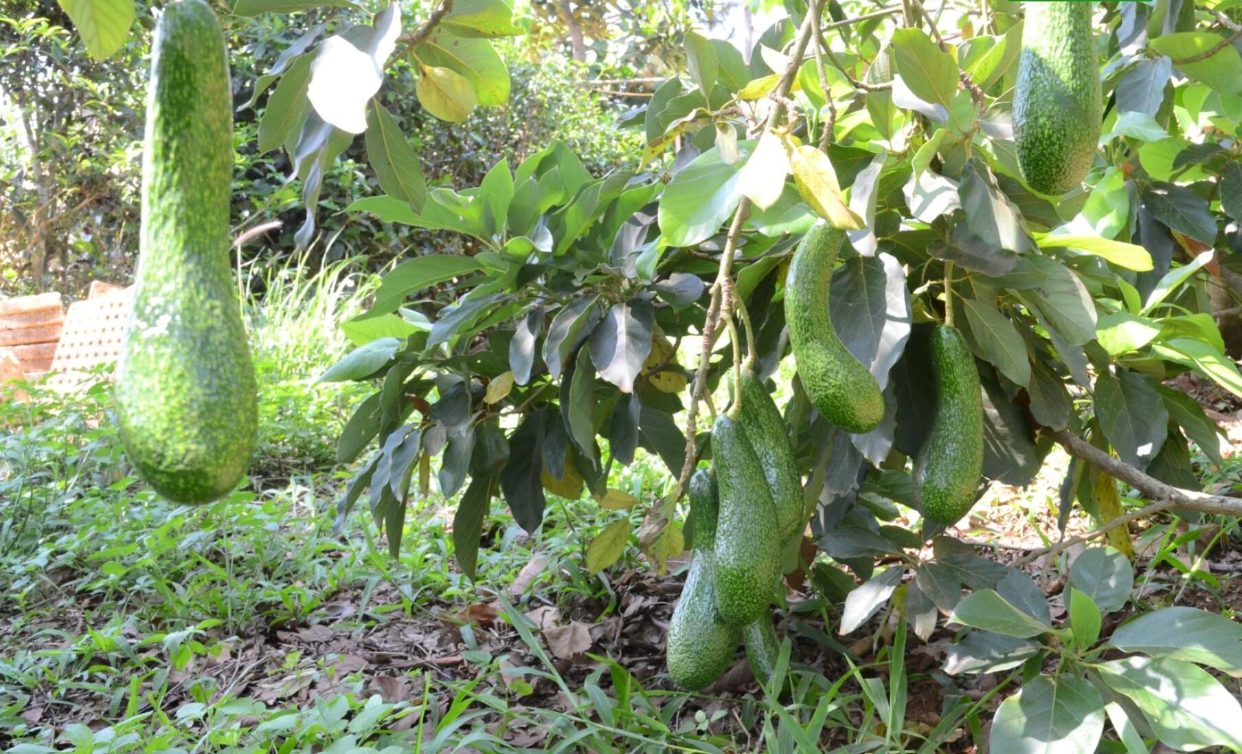 Bơm tưới vườn bơ