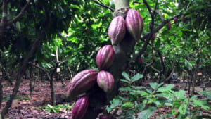 Bơm tưới vườn cacao