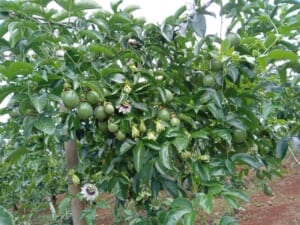 Bơm tưới vườn chanh dây