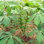 Bơm tưới vườn khoai mì (sắn)