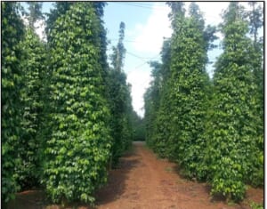 Bơm tưới vườn tiêu