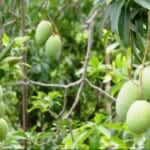 Bơm tưới vườn xoài