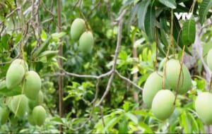 Bơm tưới vườn xoài